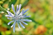Young Chicory Bloom